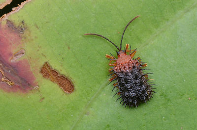 High angle view of insect on leaf