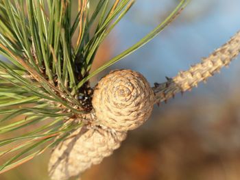 Close-up of pine cone on tree