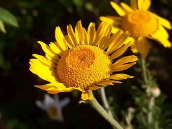 Färberkamille dyer's chamomile