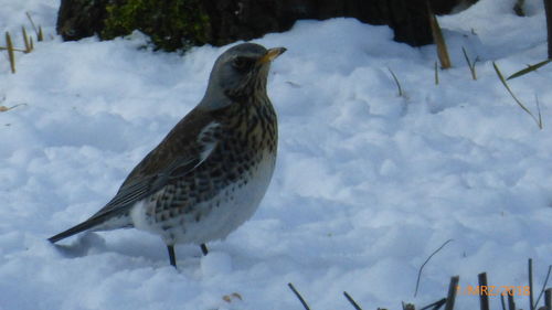 Close-up of bird perching on snow