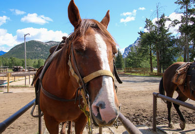 Horse standing on field