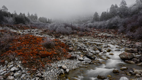 Stream flowing through rocks in forest