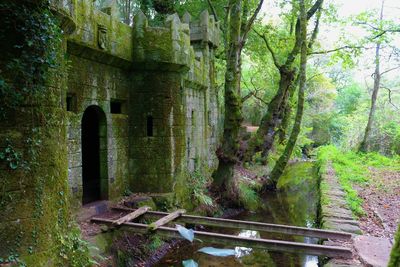 Old ruin in forest