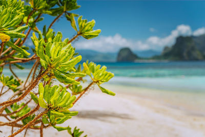 Close-up of plant by sea against sky