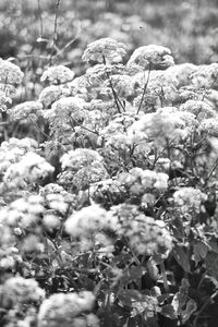 Close-up of snow covered plant