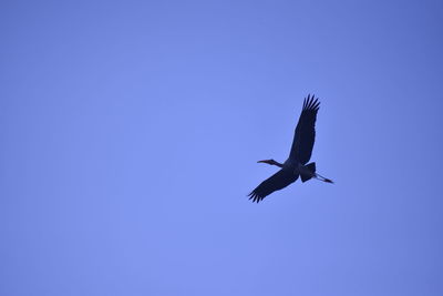 Low angle view of a bird flying