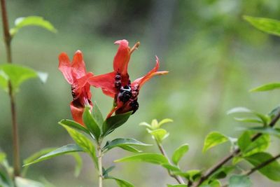 Close-up of insect on red flower