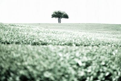 Scenic view of landscape against clear sky