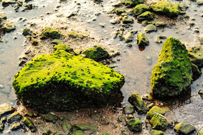 Rocks on shore