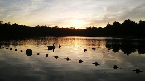Ducks swimming in lake during sunset