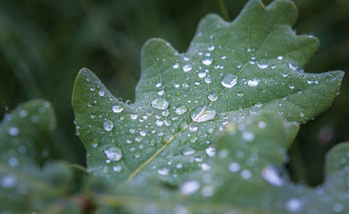 Close-up of dew drops on leaf