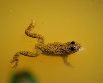 High angle view of frog swimming in lake