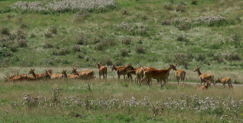 Horses on field