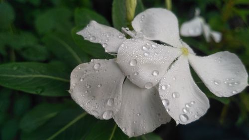 Close-up of raindrops on wet plant