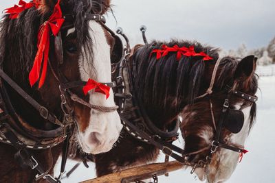 Close-up of a horse