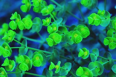 Close-up of plants against blurred background