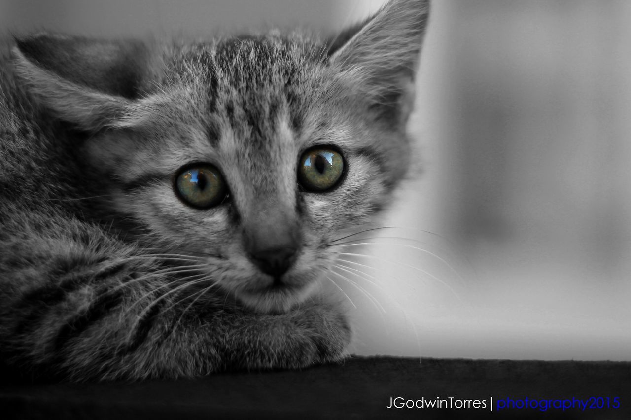 domestic cat, cat, animal themes, one animal, pets, domestic animals, feline, whisker, mammal, portrait, looking at camera, indoors, close-up, animal head, animal eye, staring, alertness, front view, focus on foreground, relaxation