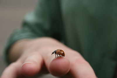 Close-up of insect on hand