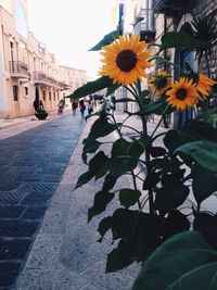 View of buildings along plants