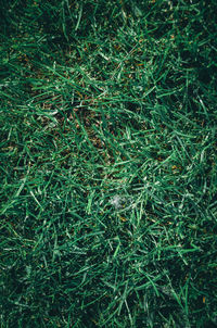 Full frame shot of grass on field