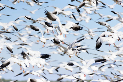 Close-up of seagulls flying