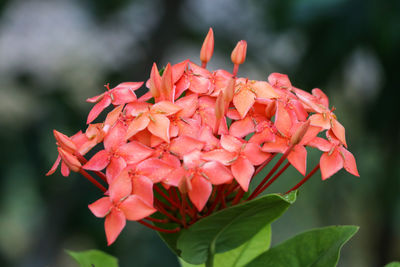 Close-up of red flowering plant