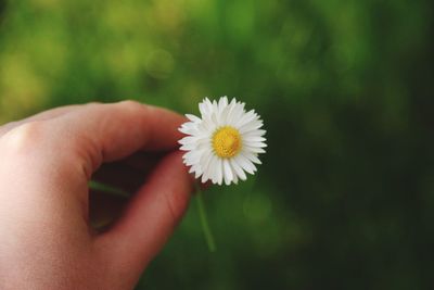 Cropped hand holding daisy