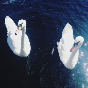 High angle view of swans swimming in water