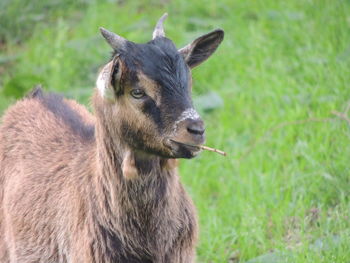 Close-up portrait of a horse on field