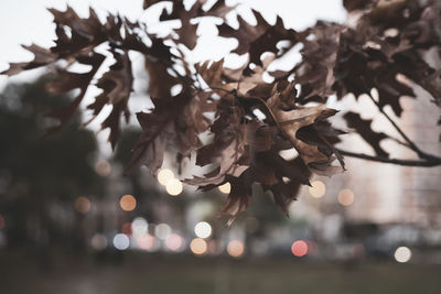 branch