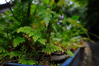 High angle view of plant