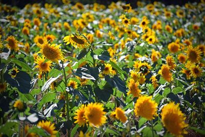 Close-up of yellow flowering plants on field