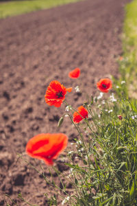 Close-up of red poppy flowers