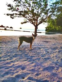 Dog running on a tree