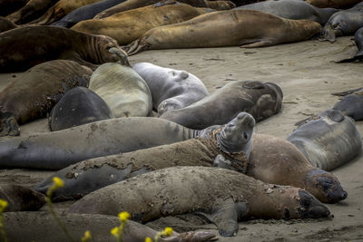 High angle view of sea lion