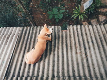 High angle view of cat lying on floor