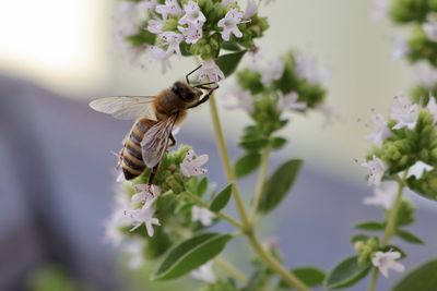 Bee pollinating flower