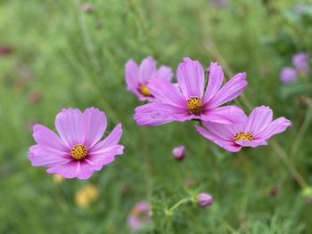 Close-up of pink cosmos flower