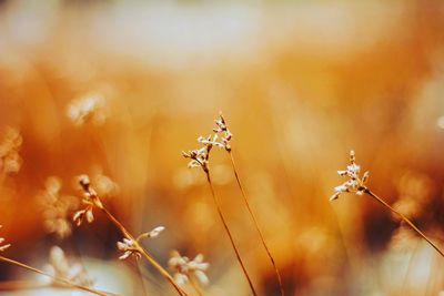 Close-up of flowering plants on field