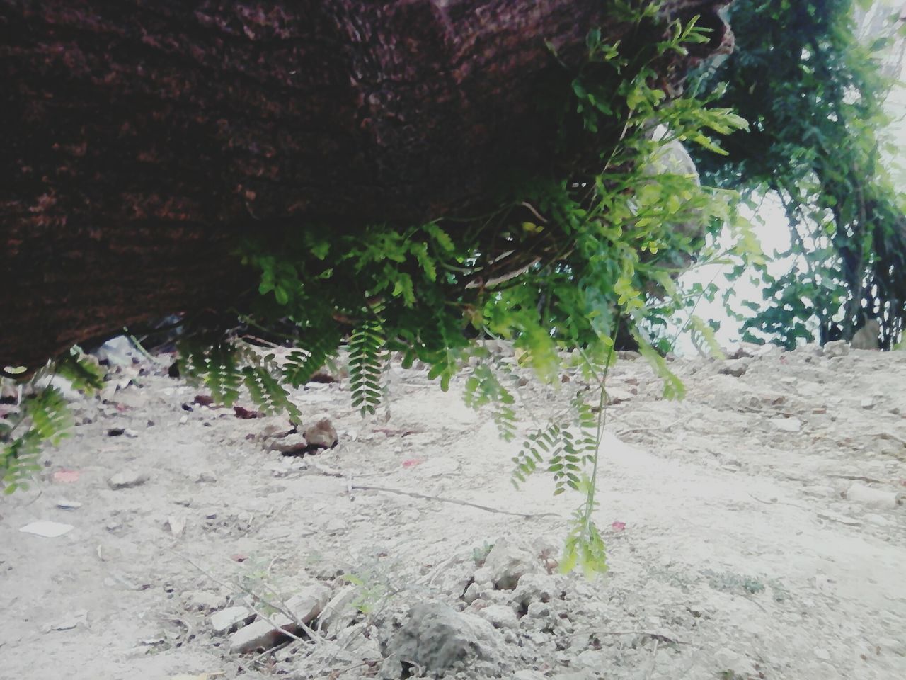 tree, growth, plant, nature, tranquility, rock - object, sand, the way forward, beauty in nature, tranquil scene, green color, day, sunlight, footpath, outdoors, no people, high angle view, shadow, scenics, forest