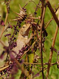 Close-up of a bird perching on tree