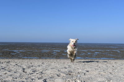 Dog on beach against clear sky