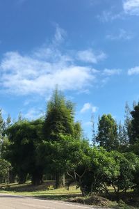 Trees on field against sky
