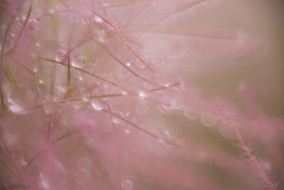 Close-up of raindrops on pink flowering plant