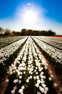 Scenic view of flowering plants on field against sky