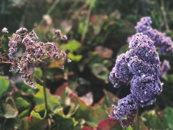 Close-up of purple flowers