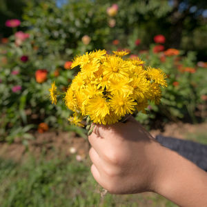 Close-up of hand holding yellow flower