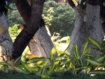 Close-up of fresh green trees in forest