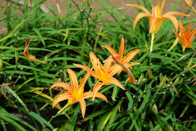 Close-up of yellow flowers