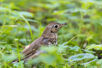 Close-up of a bird on a field